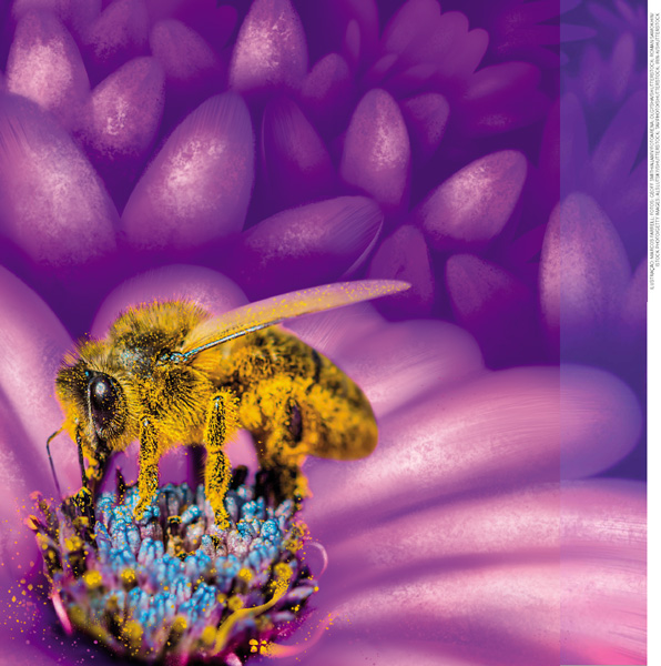 IMAGEM: início da unidade dois. uma abelha coleta pólen e néctar de uma flor. FIM DA IMAGEM.