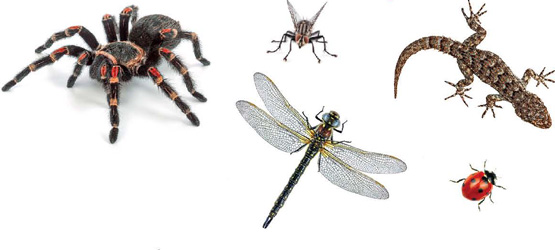 IMAGEM: cinco animais, sendo eles: uma aranha, uma mosca, uma libélula, uma lagartixa e uma joaninha. FIM DA IMAGEM.