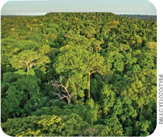 IMAGEM: fotografia aérea da copa das árvores na floresta nacional do tapajós. FIM DA IMAGEM.