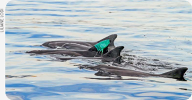 IMAGEM: golfinhos nadam no mar. um deles tem um pedaço de plástico preso à barbatana dorsal. FIM DA IMAGEM.