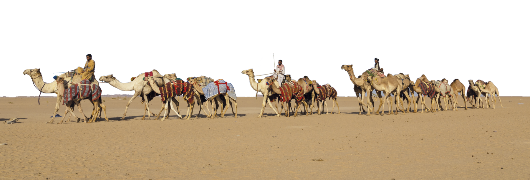 Fotografia. Três homens em um deserto, conduzindo camelos e dromedários em fila.