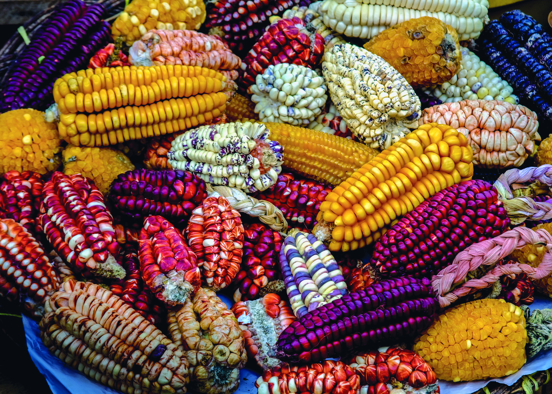 Fotografia. Destaque para diversas espigas de milho de coloração variada, como amarelo, roxo, vermelho e branco.
