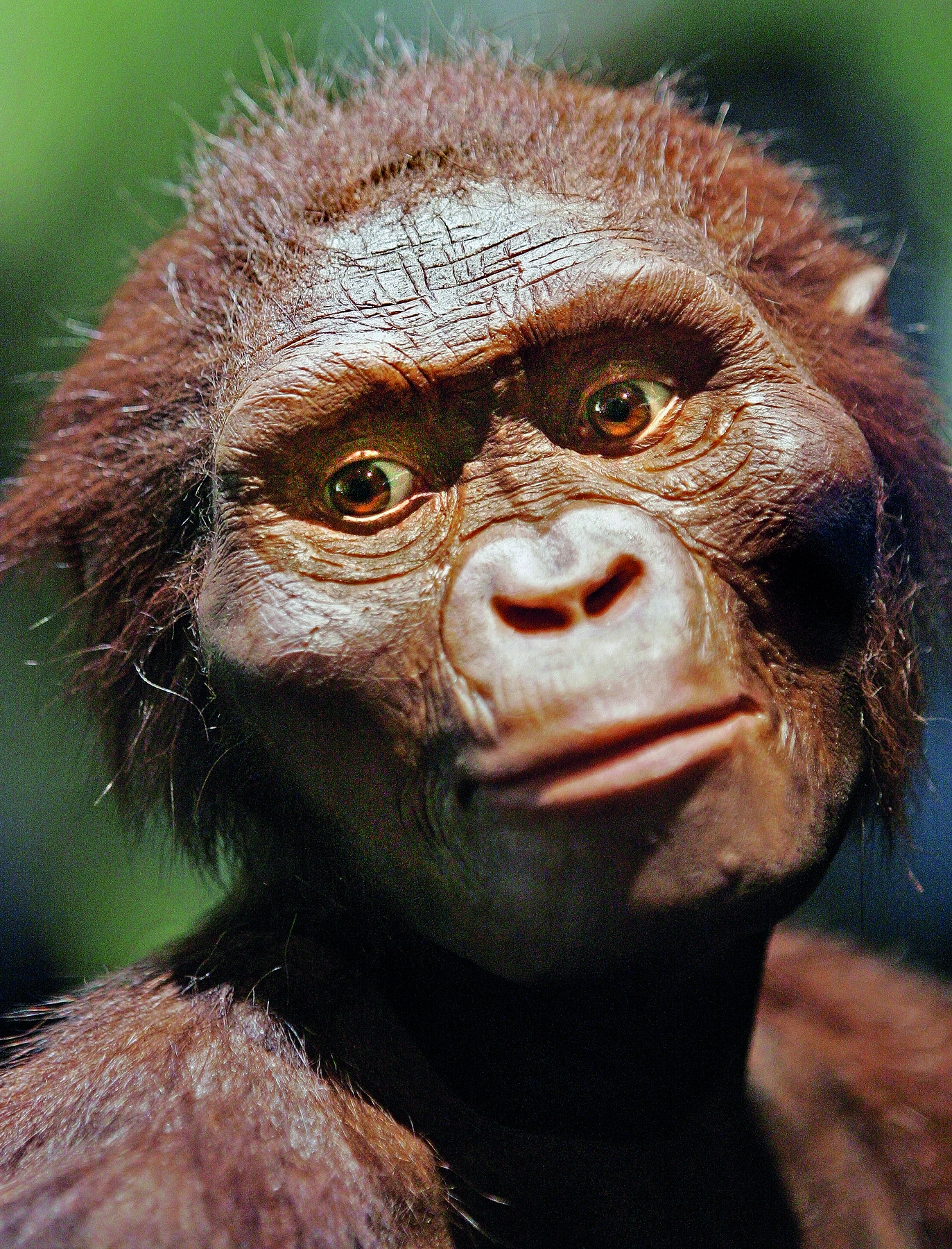 Fotografia. Destaque para a reconstituição do rosto de um hominídeo do sexo feminino visto de frente, com lábios finos, narinas abertas, bochechas volumosas e pelagem rala e amarronzada.