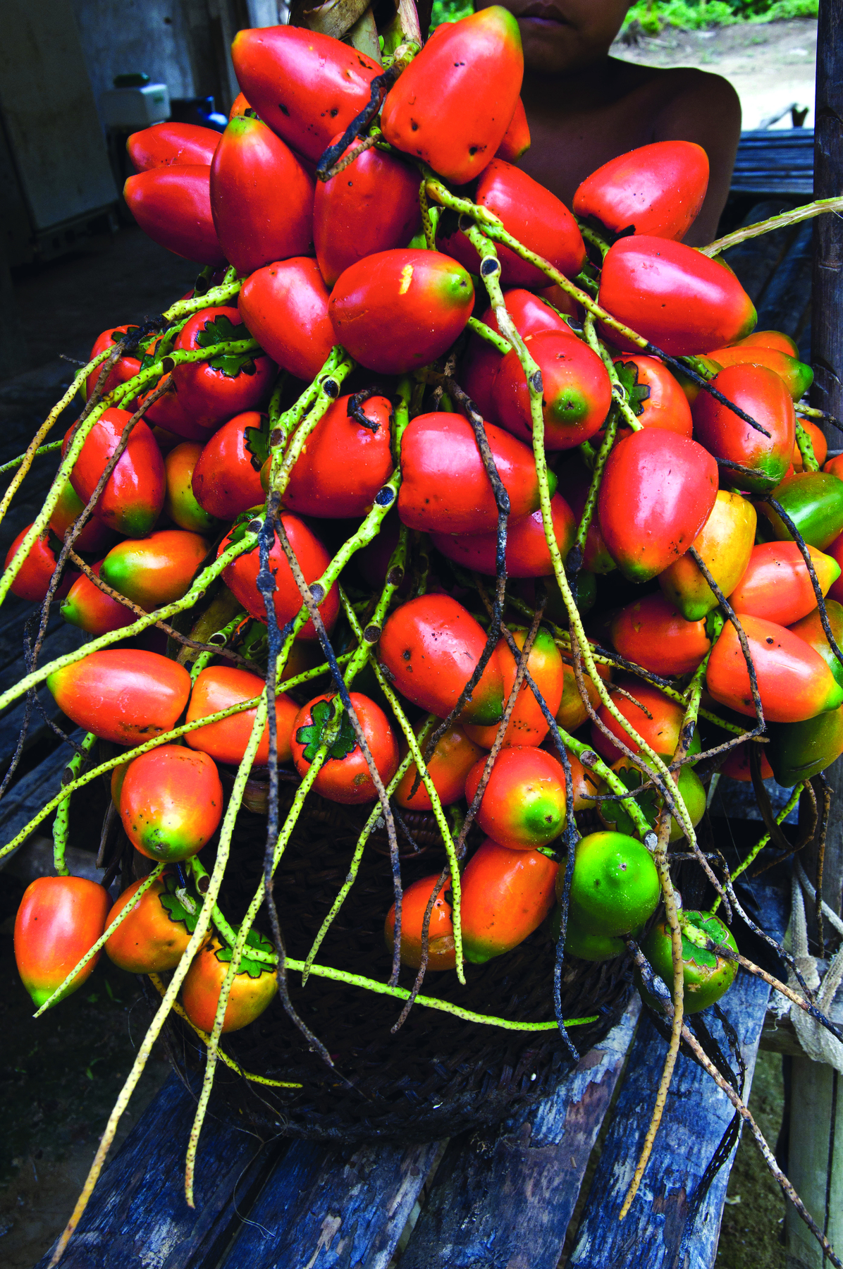 Fotografia. Um cacho com galhos finos e fruto de formato oval e cor avermelhada.