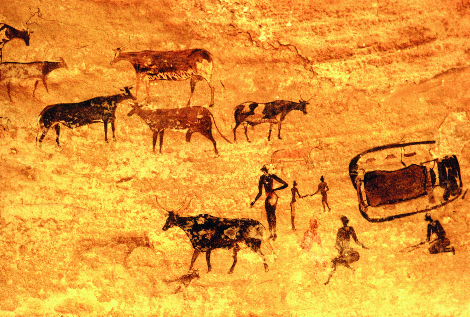 Fotografia. Parede de uma caverna contendo pinturas rupestres, representando cinco bovinos, ao centro, e cinco pessoas, no canto direito. Em destaque, uma figura humana, em pé, observa um dos animais.