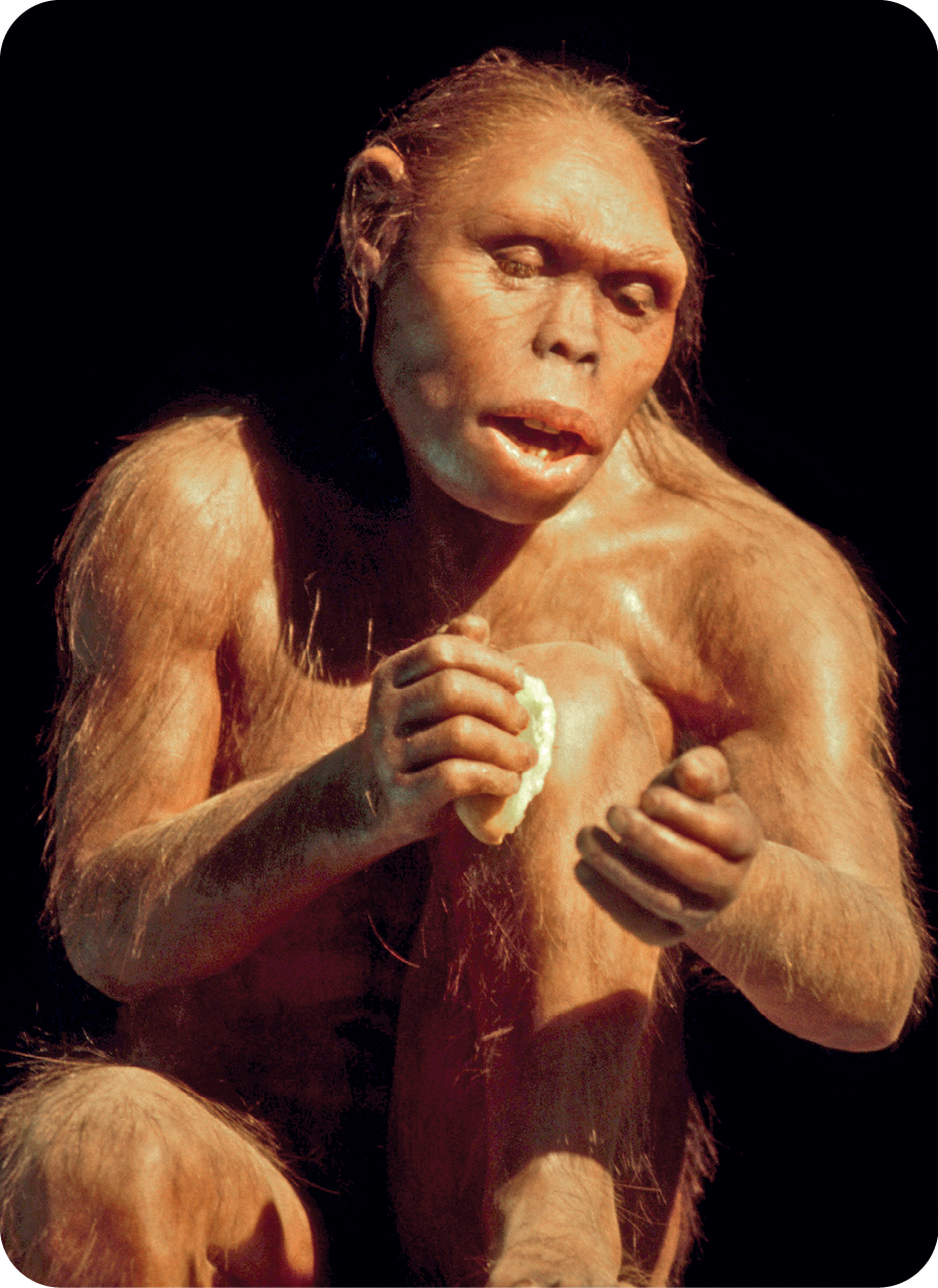 Fotografia. Destaque para a reconstituição de um Homo hábilis do sexo feminino, com o corpo coberto por pelagem fina e amarronzada, olhos e nariz pequenos e boca volumosa, segurando um objeto de pedra com as mãos.