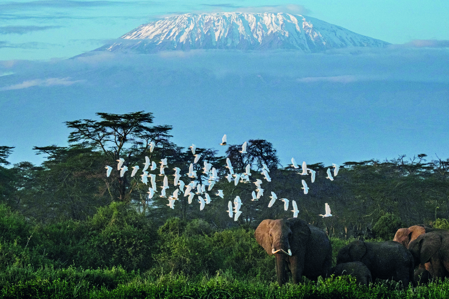 Fotografia. Vista de uma paisagem natural, destacando elefantes sobre uma área de densa vegetação, e pássaros de penas brancas sobrevoando. Ao fundo, um monte elevado com o ápice em tons esbranquiçados.