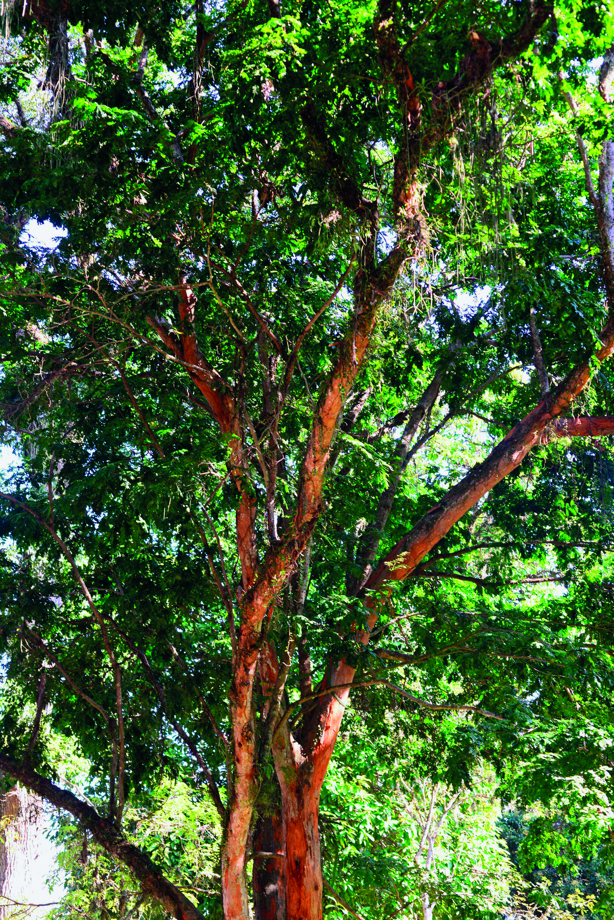 Fotografia. Destaque para árvore com galhos finos, altos e levemente retorcidos. Possui folhas verdes numerosas.