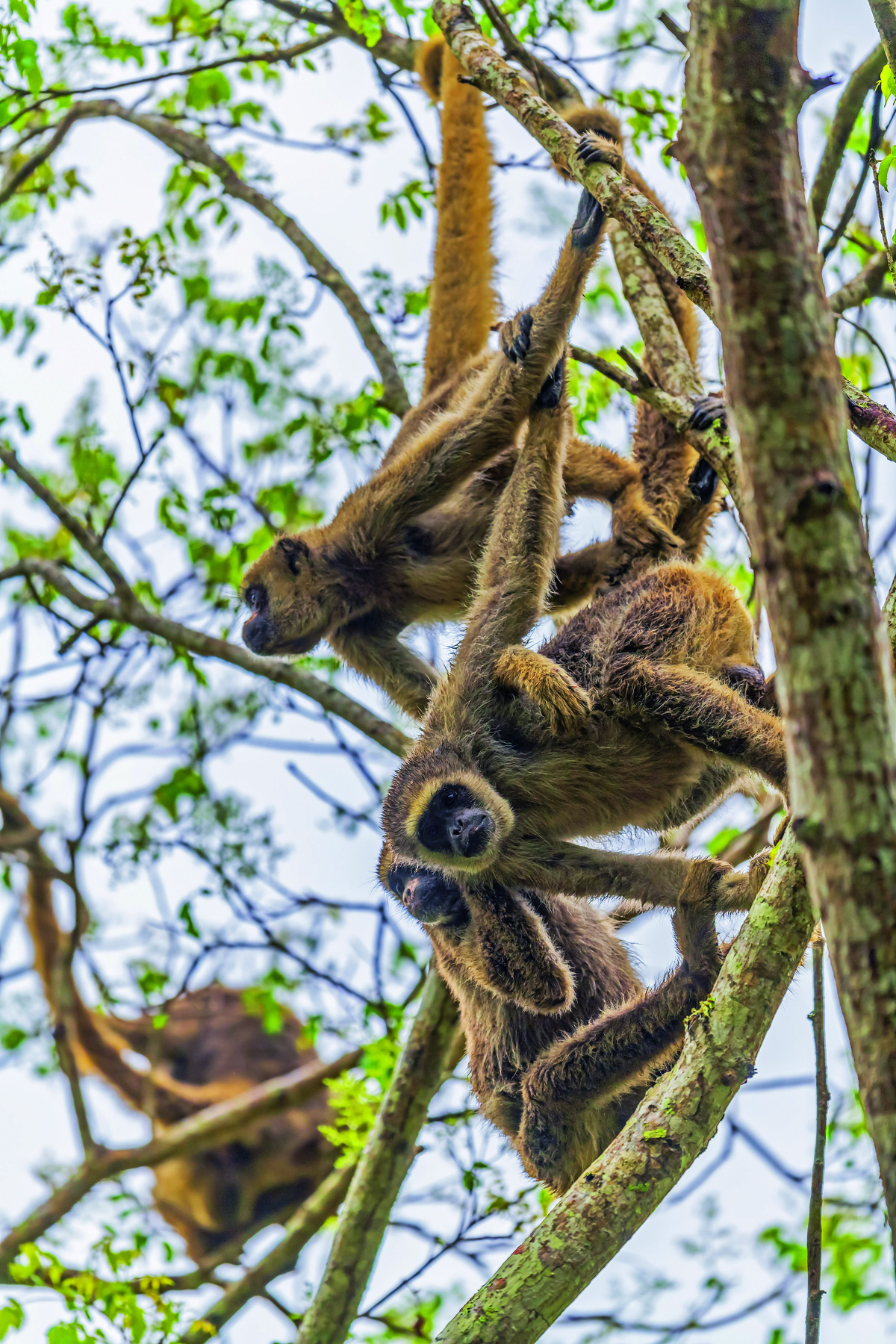 Fotografia. Destaque para um bando de macacos de pelagem amarronzada e rostos escuros, dependurados em galhos de árvores.