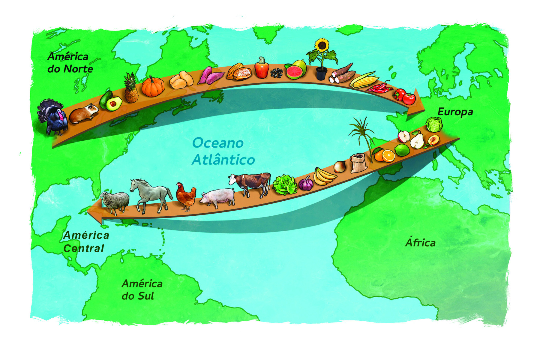 Ilustração. Desenho de um mapa representando parcialmente América, Europa e África. Uma seta parte da Europa em direção à América, contendo as imagens de frutos como maçã, pêra, limão, laranja, banana, legumes e vegetais como cebola, alho, alface, e animais, como vaca, porco, galinha, cavalo e ovelha. Outra seta parte da América em direção à Europa, contendo as imagens de um peru, porquinho da Índia, frutos e raízes como abacate, abacaxi, abóbora, batata, mandioca, caju, feijão, goiaba, milho, pimenta e tomates.