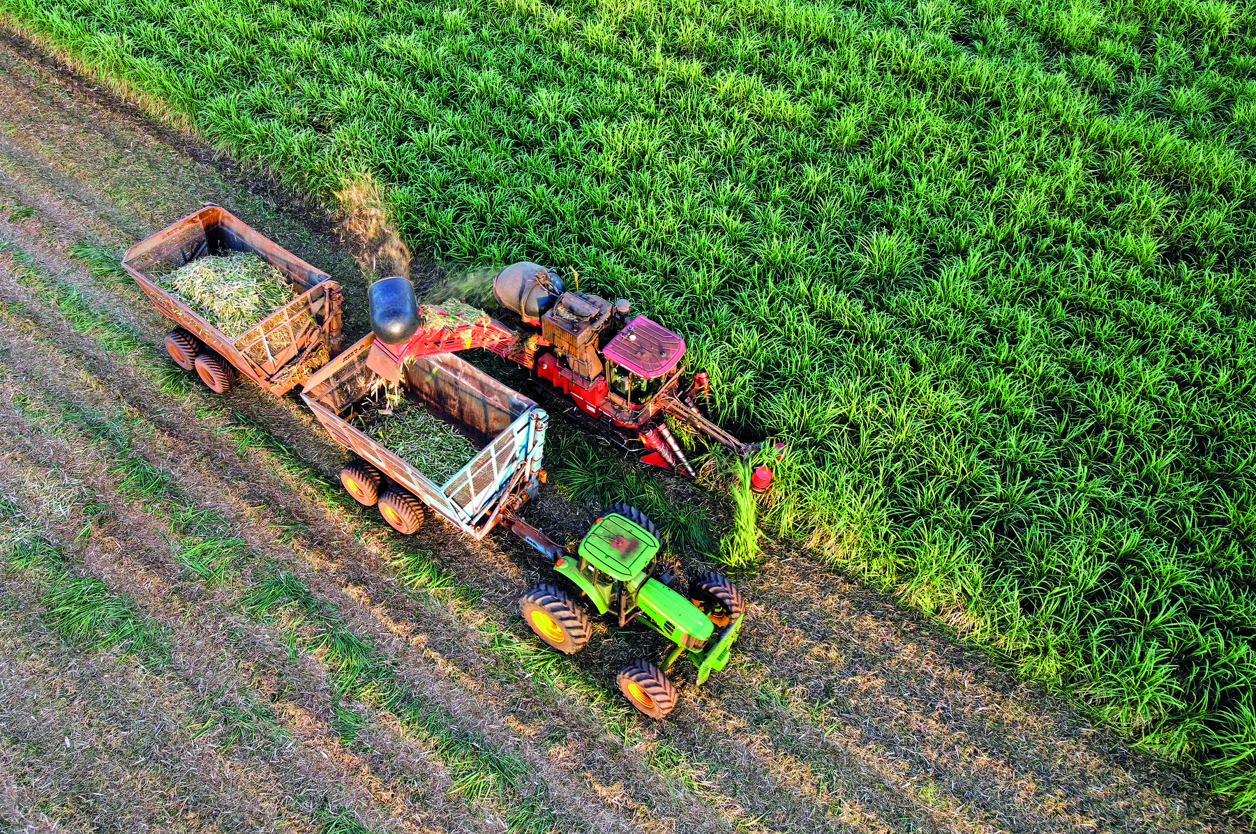 Fotografia. Vista superior de uma plantação de cana-de-açúcar, em que um trator porta carroças, e ao seu lado, um trator que está no meio das plantas, com uma coluna partindo da sua traseira em direção à carroça.