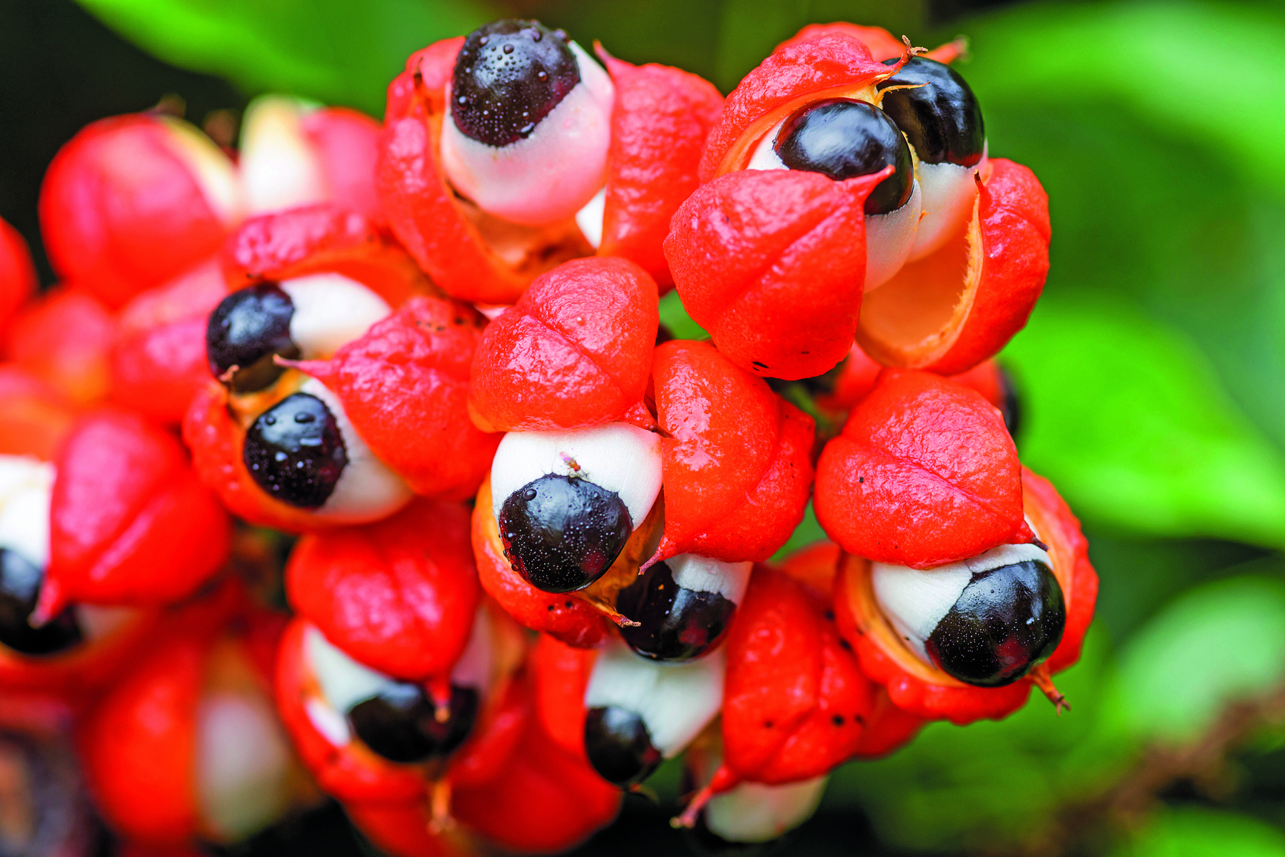 Fotografia. Destaque para frutos de guaraná, com cascas vermelhas, e interior arredondado branco e preto.