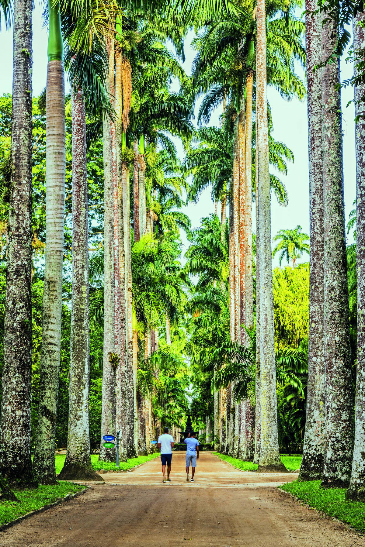 Fotografia. Imagem vertical de um ambiente arborizado. Rua de terra cercada de palmeiras muito altas. No caminho, retratados de costas, dois homens de bermuda e camiseta caminhando.