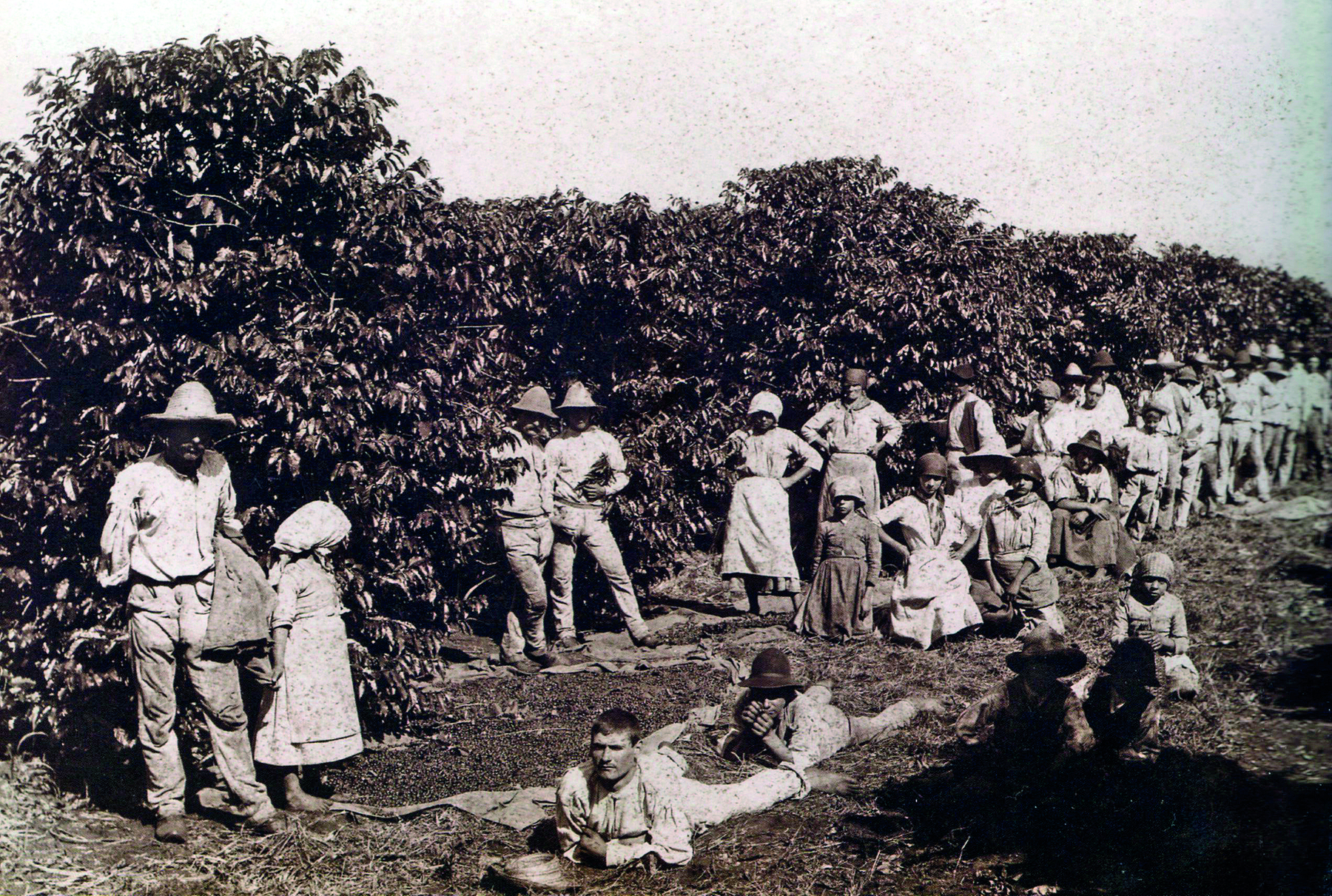 Fotografia em preto e branco. Diversas pessoas vestindo roupas claras, homens, mulheres e crianças, distribuídos por entre as fileiras de um cafezal. Alguns portam sacolas de pano.