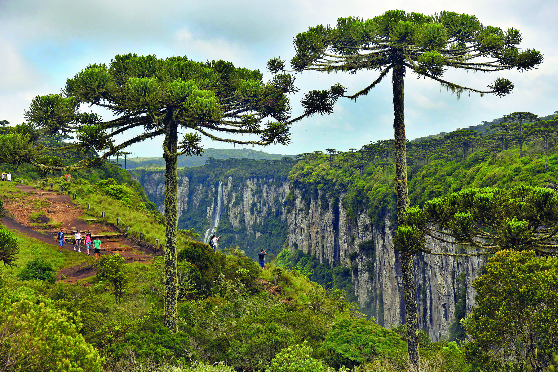 Fotografia. Vista de uma paisagem natural. No primeiro plano, vegetação diversa, destacando-se algumas araucárias, que são árvores que apresentam troncos longos e retos, copa larga e galhos curvos. Há também algumas pessoas circulando pelo espaço. No segundo plano, uma grande fenda com vista de frente para um paredão rochoso com cachoeira. Acima do paredão, vegetação densa com diversas araucárias dispersas.