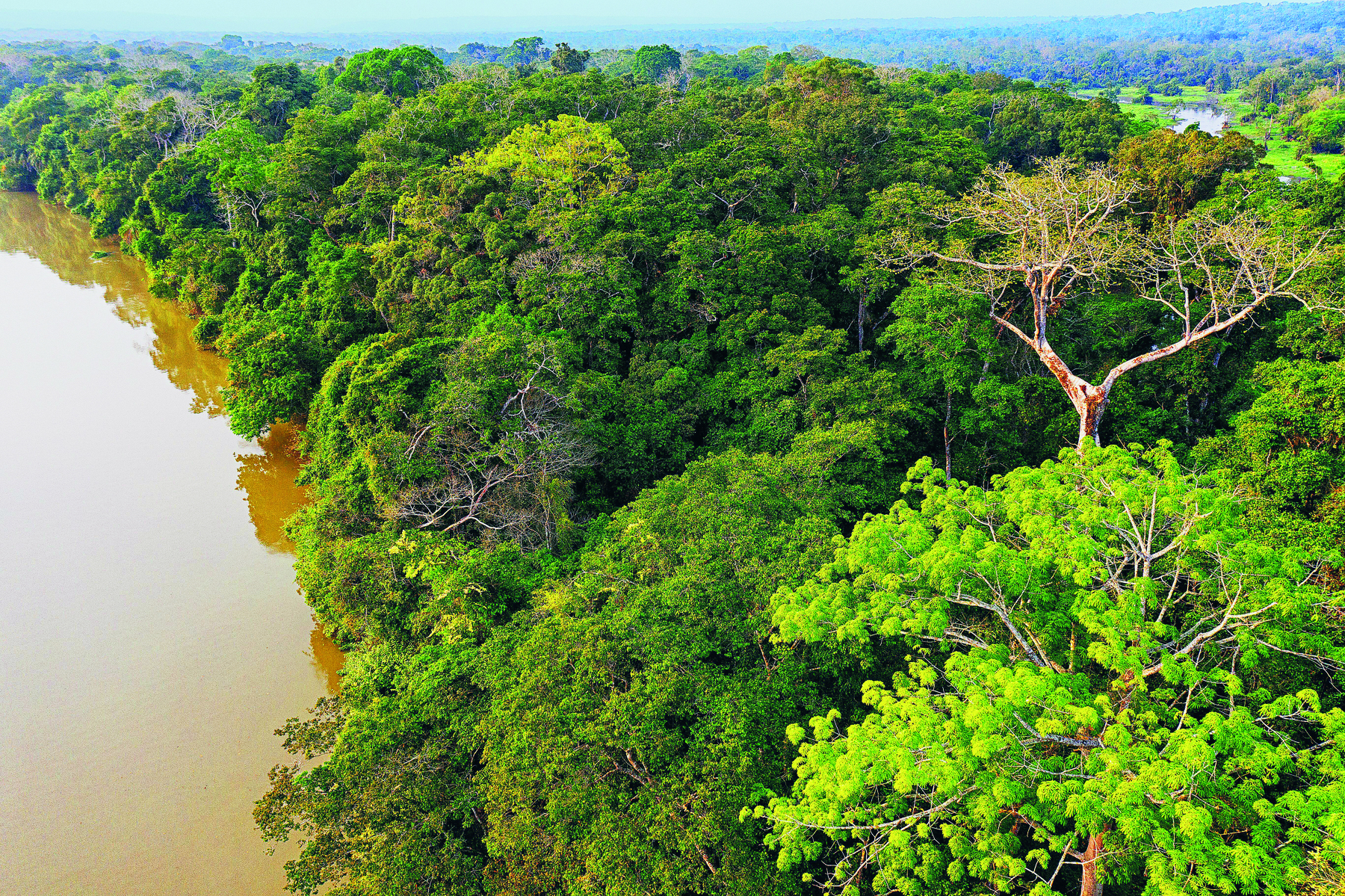 Fotografia. Vista aérea de uma floresta com grandes árvores com copas cheias de folhas verdes. À esquerda, um grande rio.