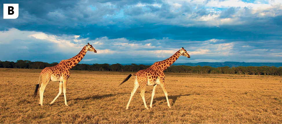 Fotografia B. Fotografia de duas girafas em um espaço aberto com vegetação rasteira. Ao fundo, grande vegetação e céu azul com nuvens.