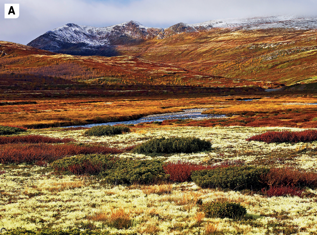 Fotografia. A. Vista de um espaço aberto com vegetação rasteira e montanhas. A vegetação e as montanhas têm tons de cores vermelho, laranja, marrom e amarelo.