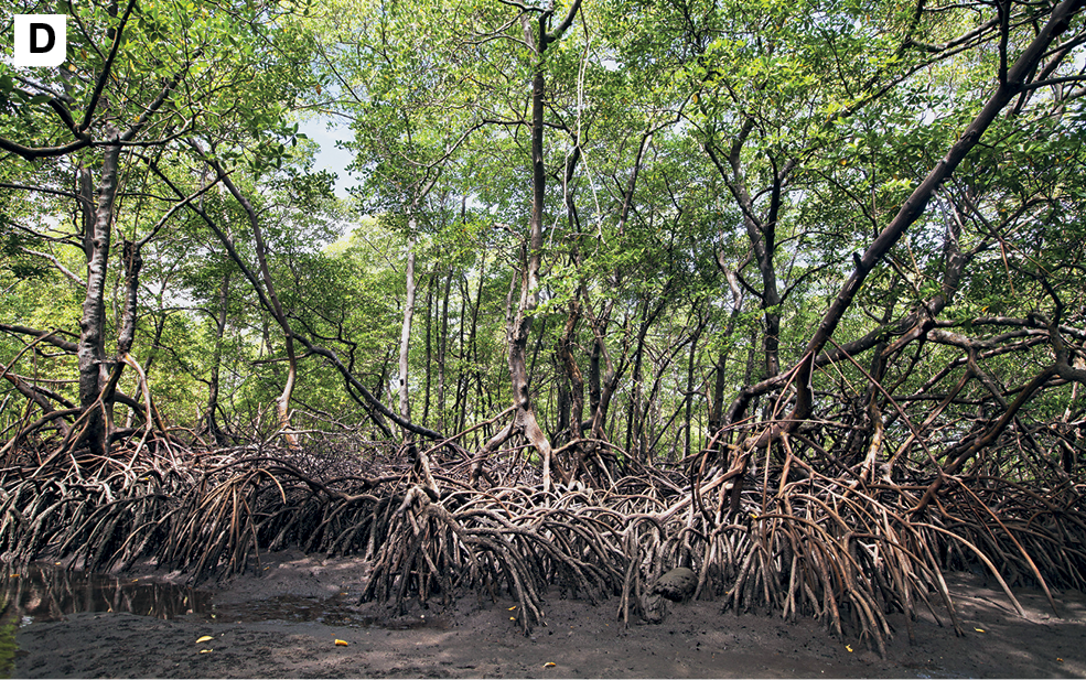 Fotografia D. Vista de um manguezal com muitas árvores altas e raízes expostas sobre o solo. As árvores possuem troncos longos e folhas verdes.