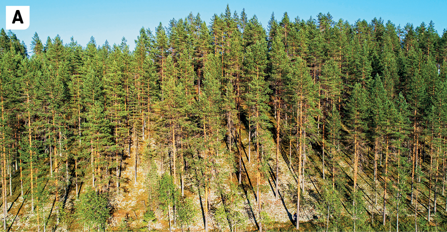 Fotografia A. Vista de uma área aberta com muita vegetação de pinheiros altos, com troncos longos, finos e folhas verdes.