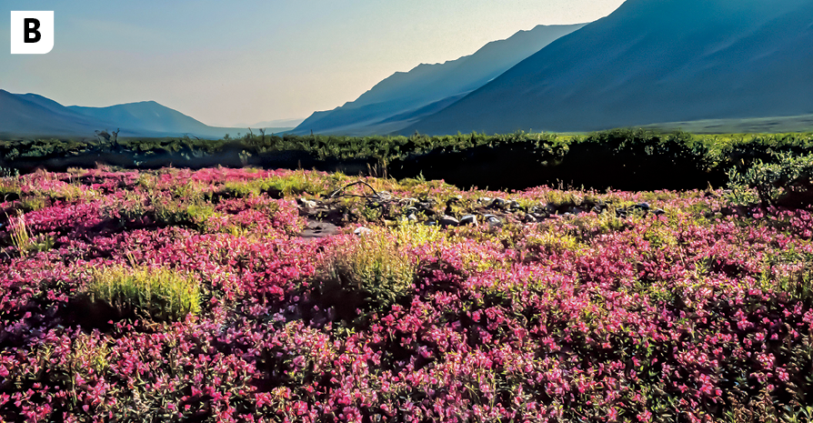 Fotografia B. Vista de uma região com vegetação rasteira e plantas pequeno porte, com flores coloridas. Ao fundo, montanhas e vales.