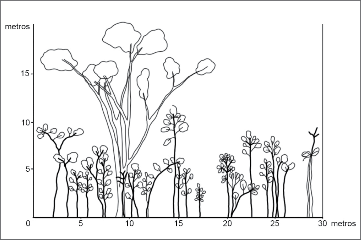 Ilustração. Perfil de vegetação de um fragmento de floresta. À esquerda, uma linha na vertical com medidas em metros (zero a mais de 15 metros). Na horizontal, também há uma linha com medidas em metros (zero a 30 metros). A maior parte da vegetação é de árvores com 5 a 10 metros de altura, sendo que uma entre elas ultrapassa os 15 metros de altura e uma é inferior a 5 metros de altura.