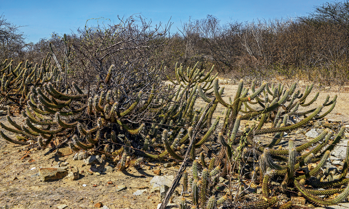 Fotografia. Vista de um espaço com vegetação de aspecto seco. No primeiro plano há muitos cactos e, ao fundo, arbustos secos. Solo seco e pedregoso.