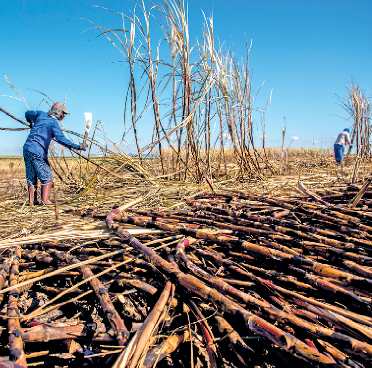 Fotografia. Duas pessoas cortando cana-de-açúcar em uma plantação. Há grande pilha de cana-de-açúcar cortada no chão.