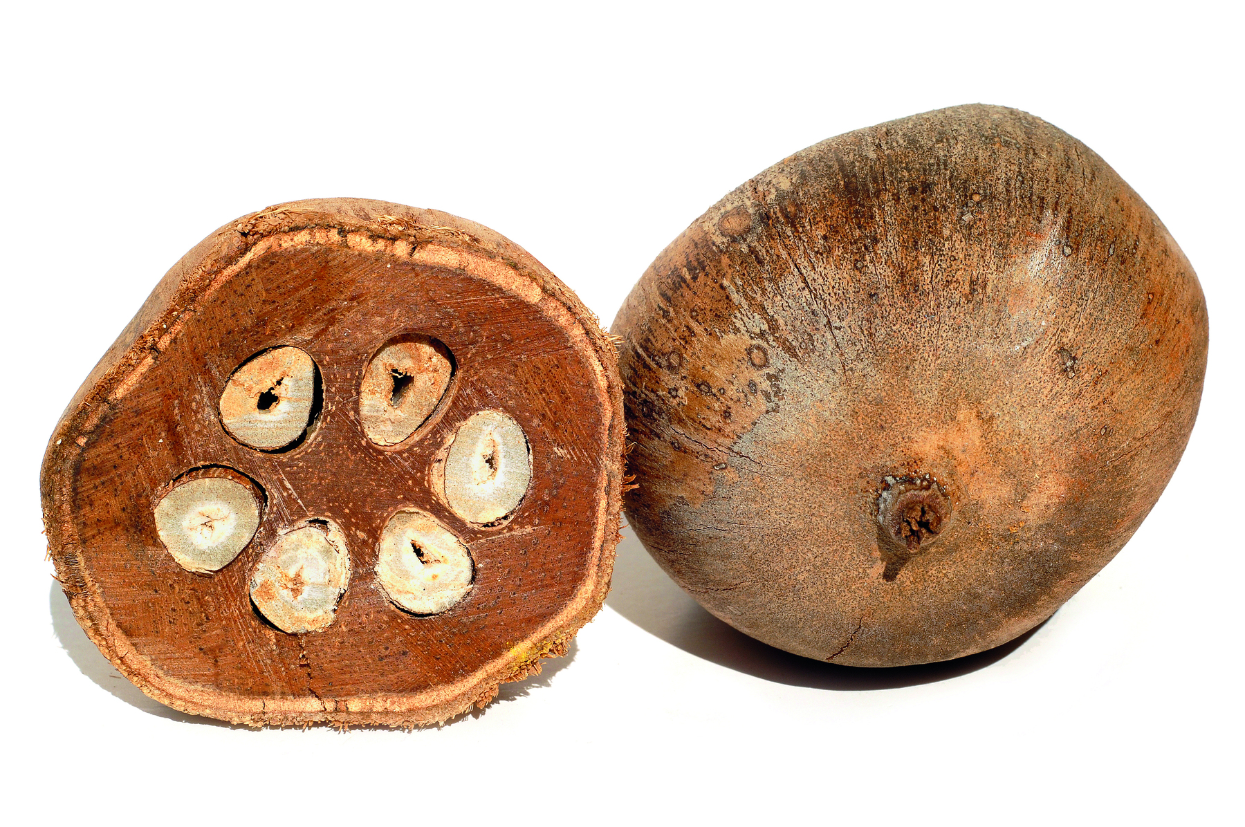 Fotografia. Vista de um coco de babaçu cortado ao meio. A parte interna é marrom, com sementes brancas formando um círculo. A parte externa tem a casca marrom.
