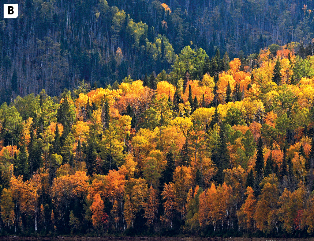 Fotografia B. Vista de uma grande floresta com muitas árvores do tipo pinheiro. As folhas das árvores são em tons de cores amarela, laranja, verde e marrom claro.