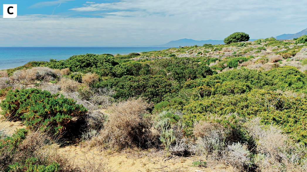 Fotografia C. Vista de um grande espaço aberto com vegetação rasteira e alguns arbustos. As folhas da vegetação estão em cor verde e cinza. Ao fundo, o mar e o céu.