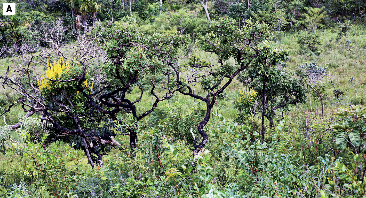 Fotografia A. Vista de uma área com muita vegetação baixa e algumas árvores de porte baixo, com tronco fino e muitos galhos retorcidos e pouca folhagem.