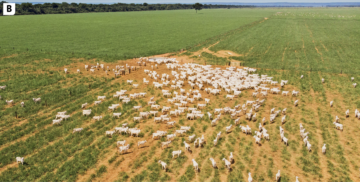 Fotografia B. Vista de uma grande área com vegetação rasteira e algumas partes de solo aparente. No centro, uma grande quantidade de gado (bois e vacas)pastando. Ao fundo, vegetação fechada de médio porte.