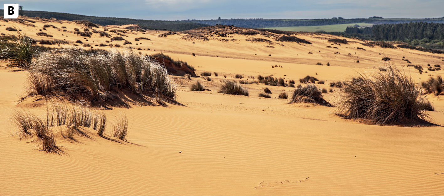 Fotografia B. Vista de uma área coberta de areia e com pouca vegetação de aspecto seco.