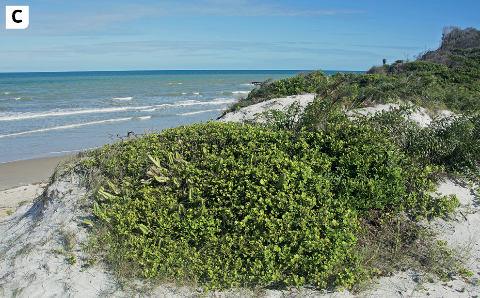 Fotografia C. Vista de uma praia com vegetação verde e rasteira na areia, afastada do mar.