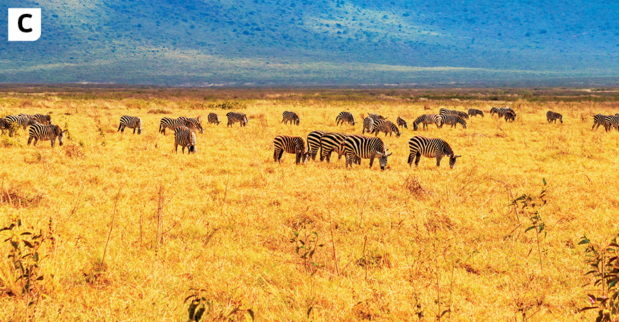 Fotografia C. Vista de uma área com vegetação herbácea, de cor amarelada e pequenos arbustos. Há diversas zebras entre a vegetação. Ao fundo, céu azul.