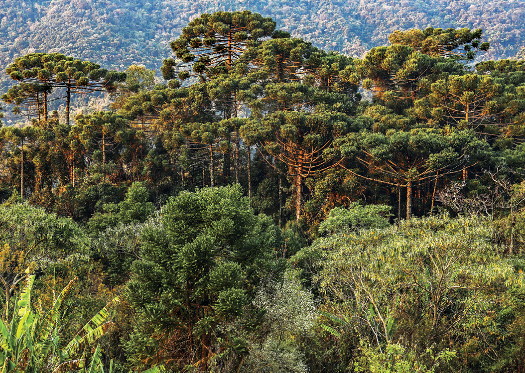Fotografia. Vista de uma área repleta de vegetação verde. Ao fundo, árvores altas, de tronco reto e galhos apenas no topo, formando uma copa com formato de taça.