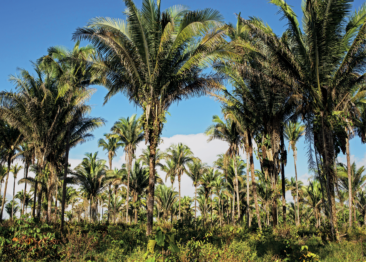 Fotografia. Vista de uma área com diversas palmeiras, árvores com troncos finos e copas com folhas longos voltadas para cima.