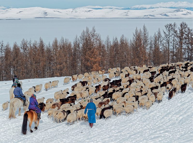 Fotografia. Vista de uma paisagem rural onde há uma encosta com neve no chão. Há um rebanho de renas e quatro pessoas ao redor. Três delas estão montadas em cavalos. Ao fundo, árvores.