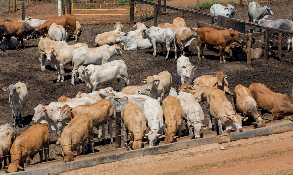 Fotografia. Um rebanho de gado bovino está dentro de uma área aberta cercada. Muitos estão se alimentando em um comedouro.