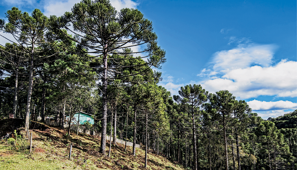 Fotografia. Muitas árvores altas com troncos finos e galhos compridos e curvos. As árvores estão dispostas em um terreno com declive.