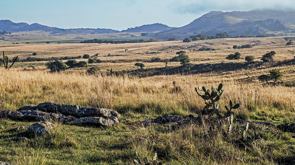 Fotografia. Vista de uma área com vegetação rasteira, com gramíneas de aspecto seco e pequenos arbustos esparsados. O terreno é plano e, ao fundo, há alguns morros.