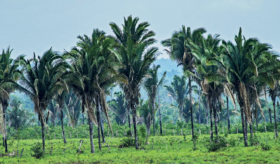 Fotografia. Vista de uma área com diversas palmeiras próximas umas às outras, em terreno com vegetação rasteira e verdejante, semelhante a um gramado.