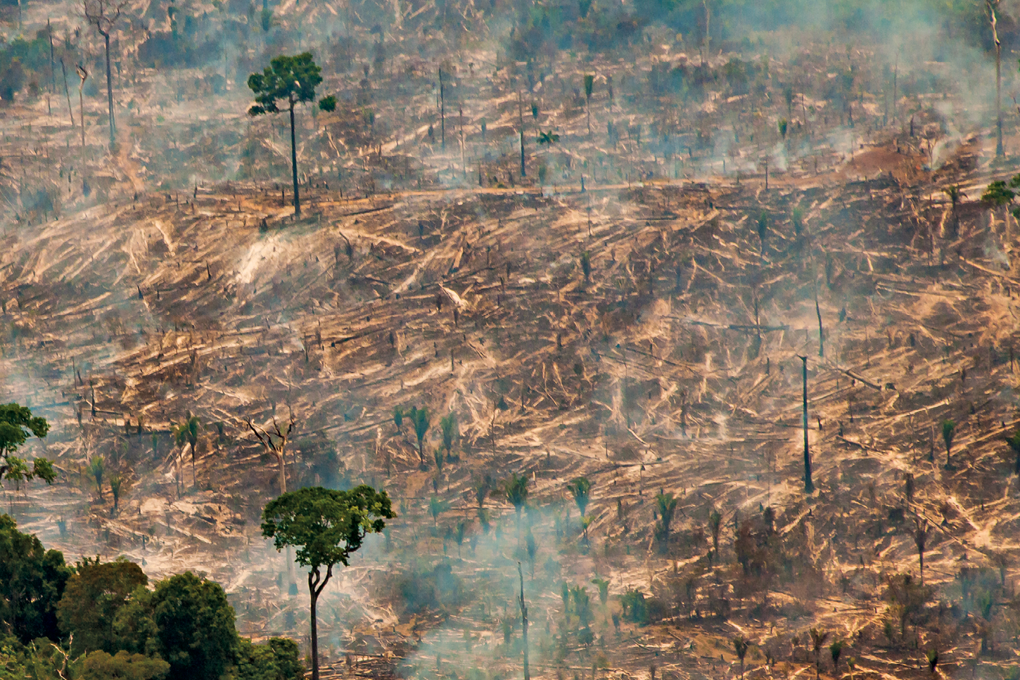 Fotografia de uma área de queimada com muita fumaça, galhos de árvores derrubados e terra com manchas escuras. Apenas algumas árvores estão intactas e com as copas com folhas verdes.