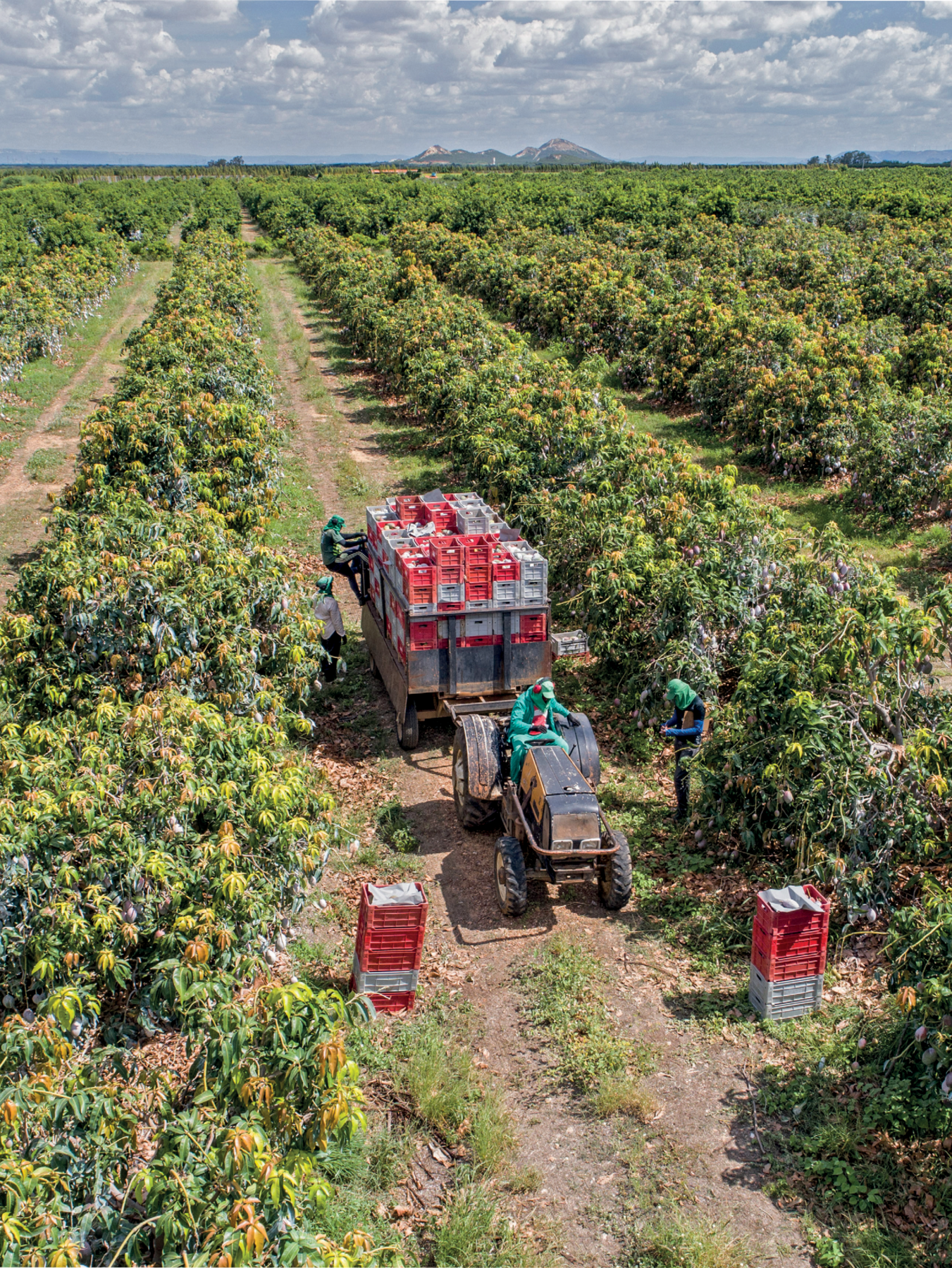 Fotografia. Vista de uma vasta plantação de mangueiras, com as árvores plantadas em fileiras. Em destaque, no primeiro plano de imagem, aparece alguns trabalhadores realizando a colheita de mangas, no chão, pilhas de caixas para acondicionamento das mangas e um pequeno trator puxando uma carreta carregada com diversas caixas.