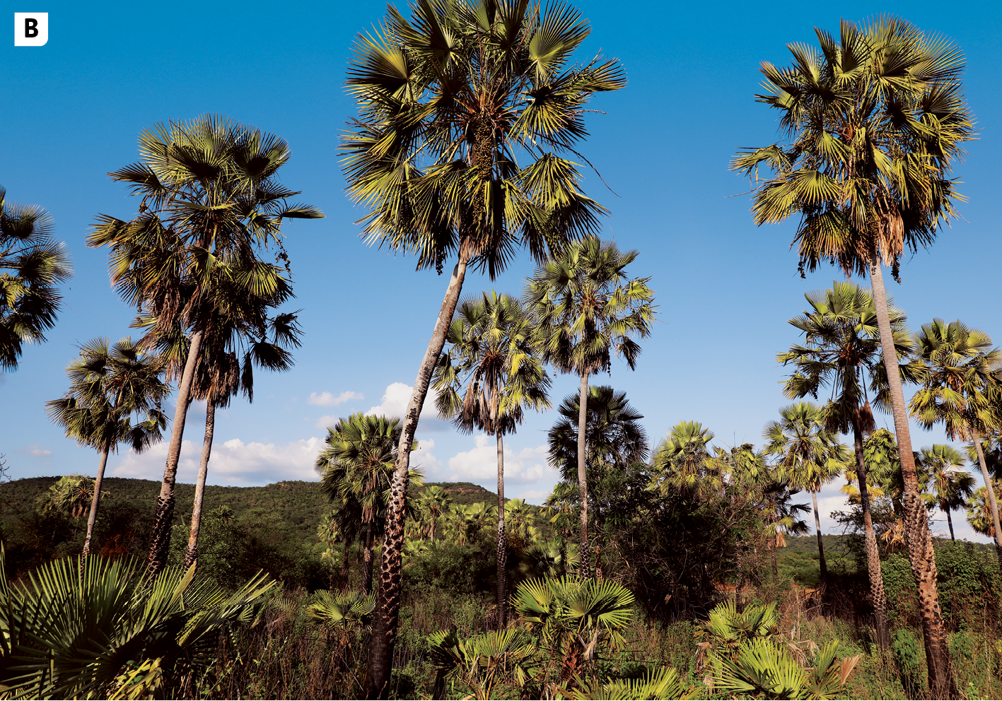 Fotografia B. Vista de uma área com muitas palmeiras e vegetação baixa. Ao fundo, céu azul.