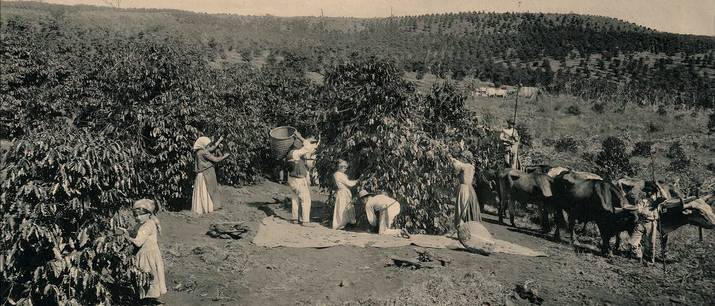 Fotografia. Em preto e branco. Vista de diversas pessoas em uma plantação, colhendo café. Algumas estão ao redor de uma árvore, no centro. No chão está um pano e cestos. Ao lado direito, alguns bois enfileirados.