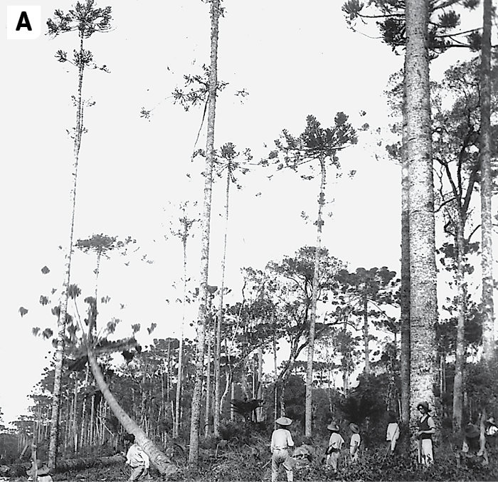 Fotografia A em preto e branco. Vista de uma área formada por mata de araucárias, com árvores altas, de troncos longos e copas largas. Há diversos homens realizando a derrubada das árvores. Na imagem aparece uma araucária derrubada.
