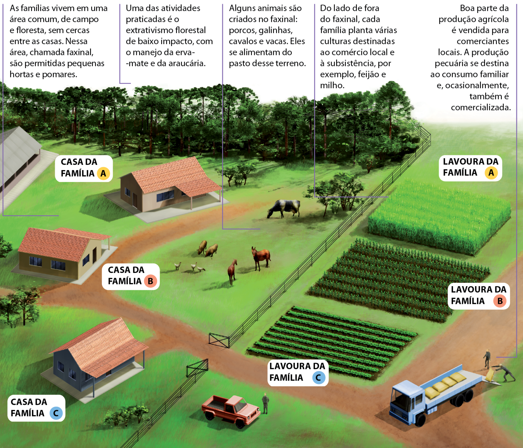 Ilustração. Representação do funcionamento do sistema faxinal. À esquerda, área com três casas espaçadas entre elas, identificadas como casa da família A, casa da família B e casa da família C; em frente as três casas, uma área com alguns animais de criação: três aves, dois porcos, dois cavalos e uma vaca. Na parte de cima, uma área de vegetação com diversas espécies de árvores, entre elas muitas araucárias. Texto explicativo: As famílias vivem em uma área comum, de campo e floresta, sem cercas entre as casas. Nessa área, chamada faxinal, são permitidas pequenas hortas e pomares. Uma das atividades praticadas é o extrativismo florestal de baixo impacto, com o manejo da erva-mate e da araucária. À direita, espaço destinada à produção agrícola, com três áreas de cultivo identificadas como lavoura da família A, lavoura da família B e lavoura da família C. Texto explicativo: Do lado de fora do faxinal, cada família planta várias culturas destinadas ao comércio local e à subsistência, por exemplo, feijão e milho. Na parte de baixo, ao lado desse espaço de plantio, um caminhão sendo carregado com sacas de grãos por dois homens. A frente do caminhão aparece uma caminhonete com um homem de pé ao lado. Texto explicativo: Boa parte da produção agrícola é vendida para comerciantes locais. A produção pecuária se destina ao consumo familiar e, ocasionalmente, também é comercializada.