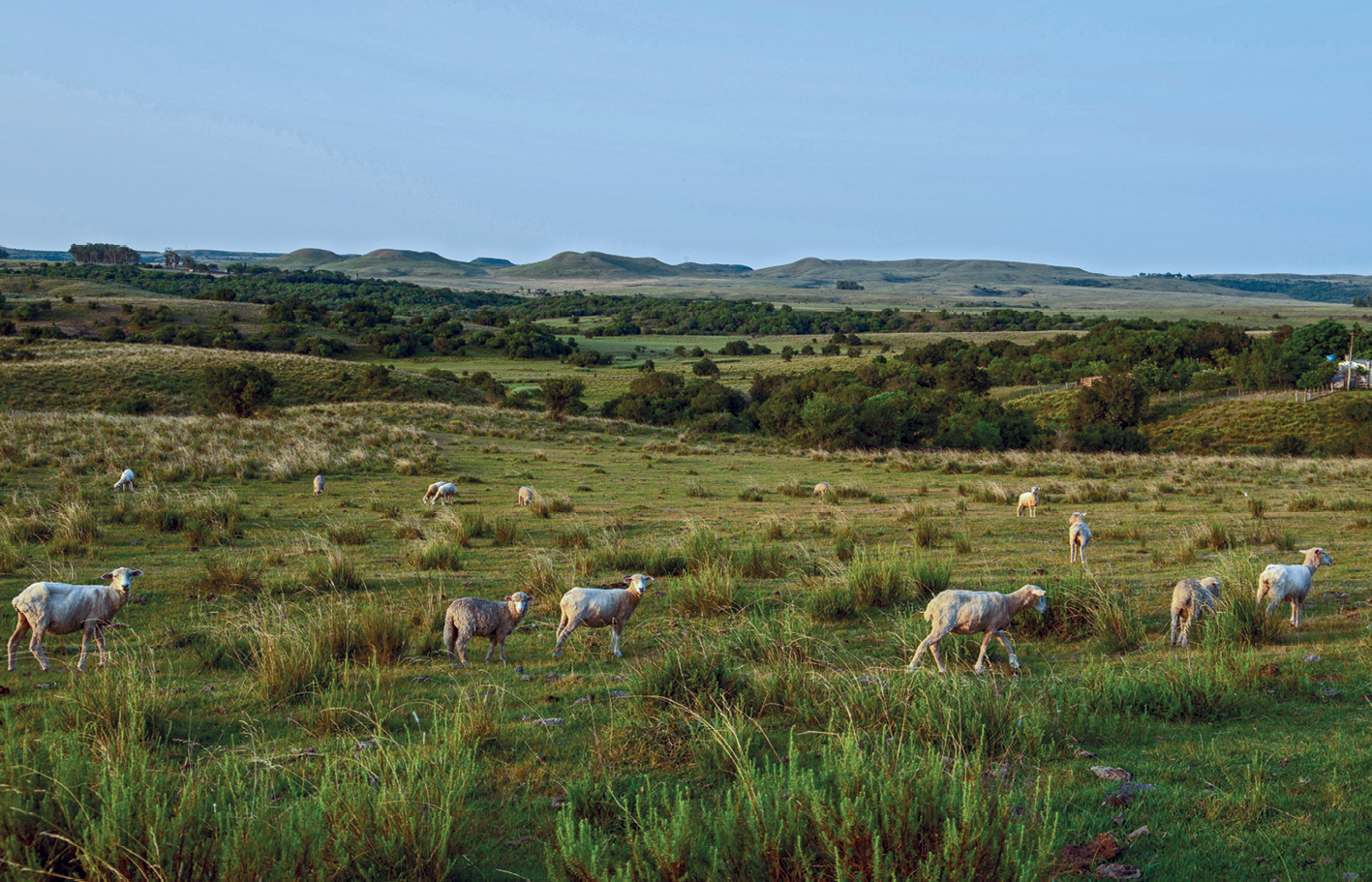 Fotografia. No primeiro plano, vista de uma área de pastagem com diversos espécimes de ovinos soltos. No segundo plano, vista de colinas amplas e suaves com muitas árvores.